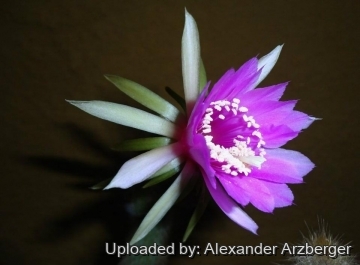 Arthrocereus rondonianus