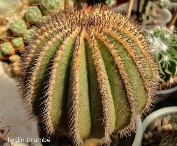 Uebelmannia pectinifera var. multicostata