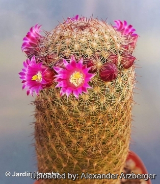 Mammillaria matudae
