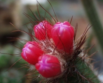 Arrojadoa penicillata