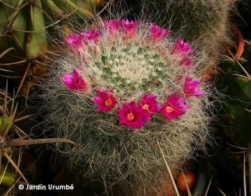 Mammillaria hahniana var. giselana