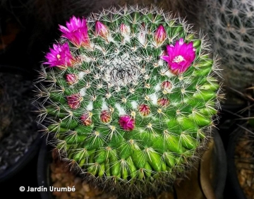 Mammillaria hahniana subs. woodsii
