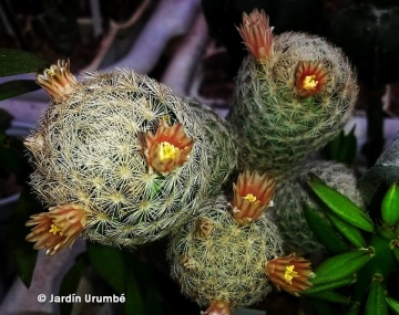 Mammillaria lasiacantha