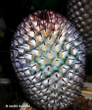 Mammillaria perezdelarosae subs. andersoniana