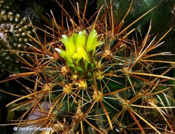 Sclerocactus brevihamatus subs. tobuschi