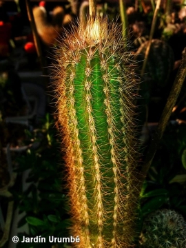 х Pacherocactus orcuttii