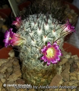 Mammillaria microhelia