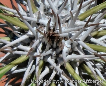 Pachypodium lamerei
