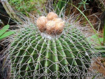 Parodia nigrispina