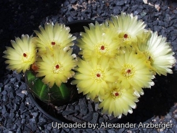 Notocactus oxycostatus var. occidentalis