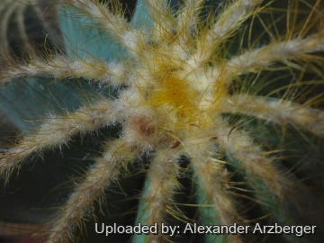 Parodia magnifica