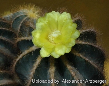 Parodia magnifica