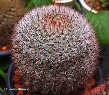 Notocactus scopa f. xicoi