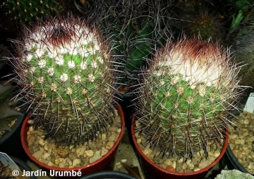 Parodia stuemeri