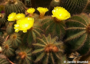Parodia magnifica