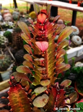 Euphorbia trigona cv. Royal Red