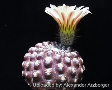 Eriosyce esmeraldana