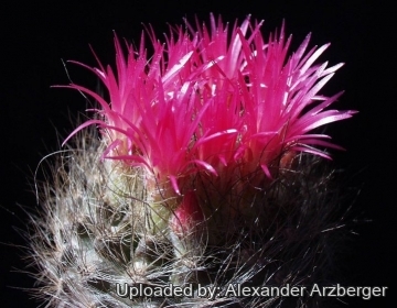 Neoporteria villosa var. laniceps