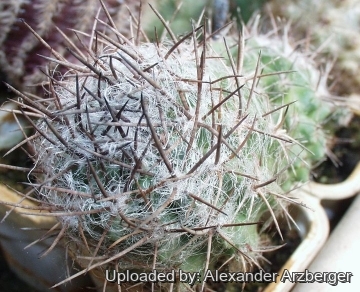 Eriosyce taltalensis var. floccosa