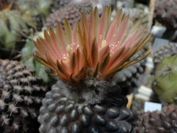 Eriosyce napina var. tenebrica