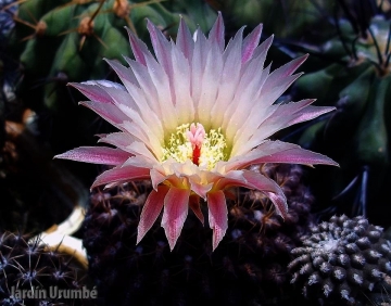 Eriosyce odieri var. monte-amargensis