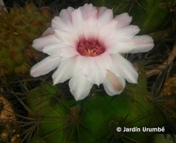 Gymnocalycium pflanzii