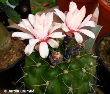 Gymnocalycium chiquitanum