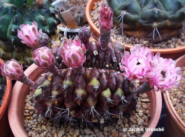 Gymnocalycium anisitsii subs. damsii f. cristatum