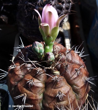 Gymnocalycium damsii var. rotundulum