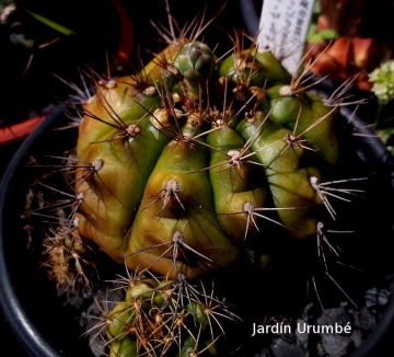 Gymnocalycium damsii var. centrispinum
