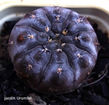 Gymnocalycium berchtii