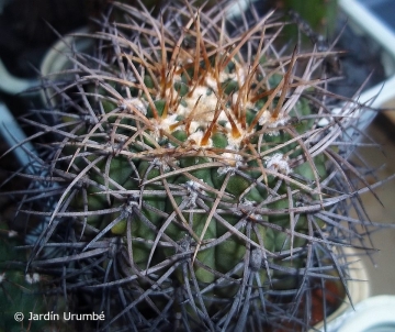 Gymnocalycium ochoterenae var. scoparium