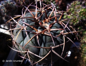 Gymnocalycium spegazzinii subs. cardenasianum