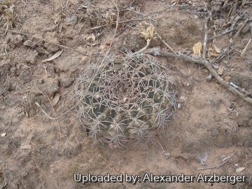 Gymnocalycium marsoneri subs. megatae