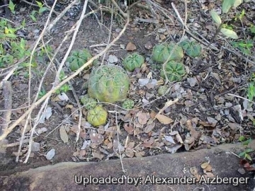 Gymnocalycium paraguayense f. fleischerianum