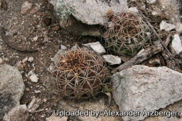 Gymnocalycium anisitsii