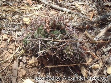 Gymnocalycium pflanzii