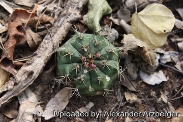 Gymnocalycium damsii var. boosii