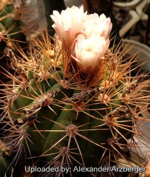Gymnocalycium chacoense
