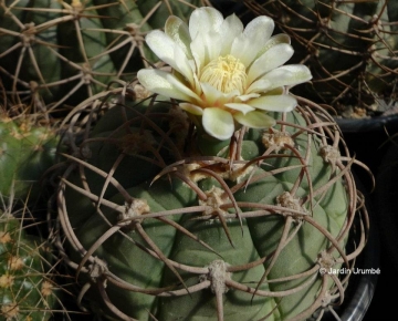 Gymnocalycium castellanosii