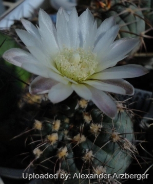 Gymnocalycium amerhauseri