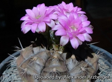 Gymnocalycium damsii var. rotundulum
