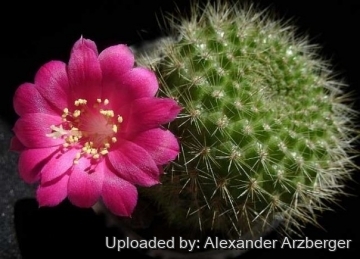Rebutia violaciflora