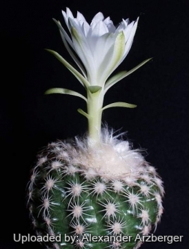 Discocactus zehntneri subs. buenekeri
