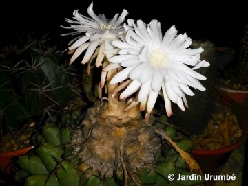 Discocactus mamillosus