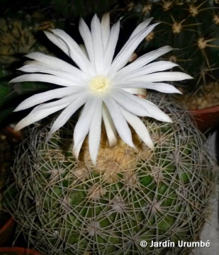 Discocactus zehntneri subs. boomianus