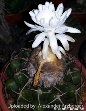 Discocactus silicicola