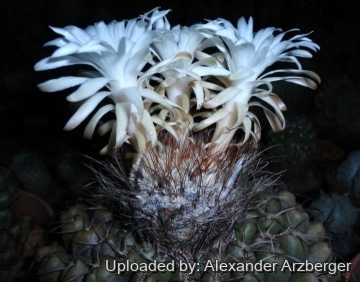 Discocactus hartmannii