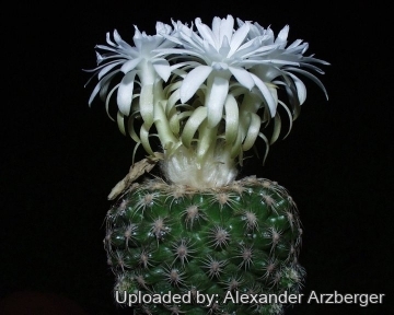 Discocactus zehntneri subs. buenekeri