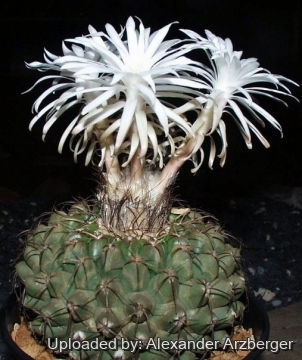 Discocactus hartmannii